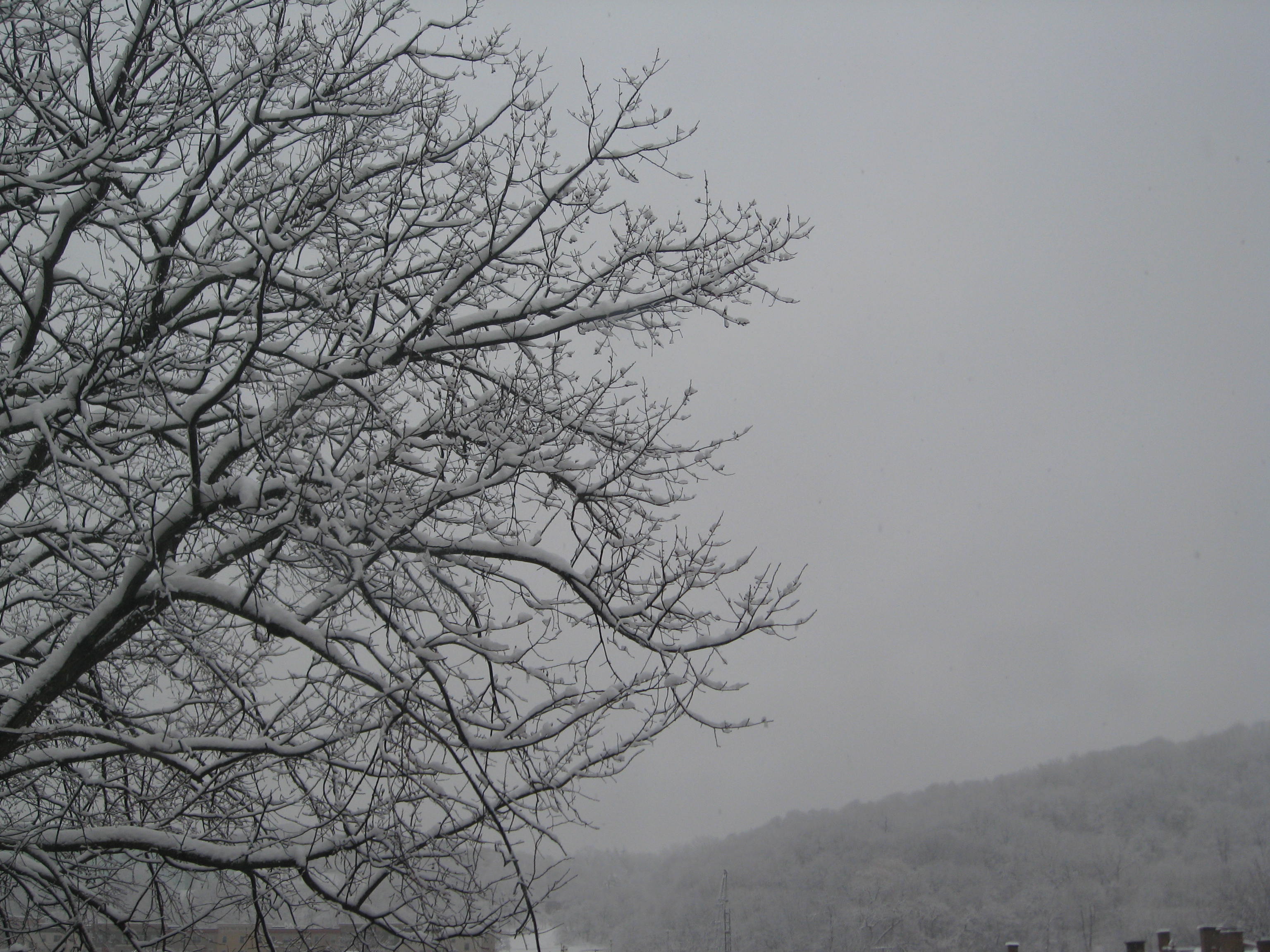 Snowy tree early 2012