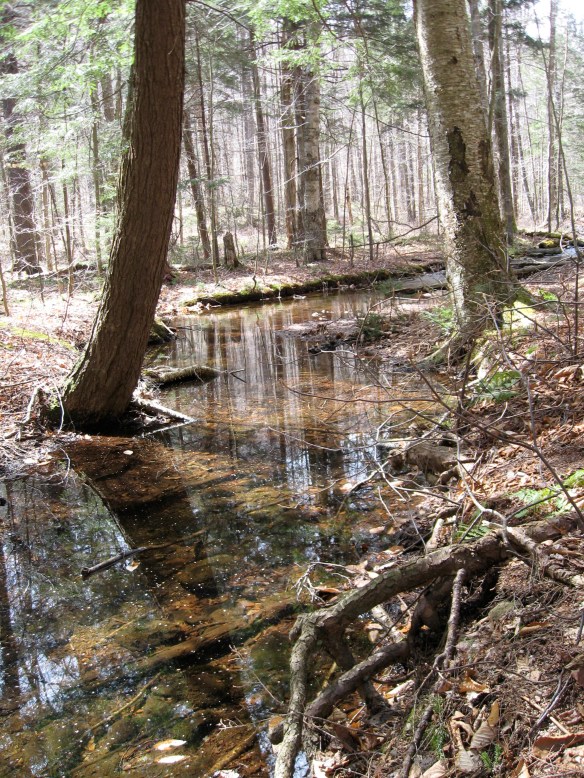 Adirondack Park creek, near Jockeybush and Good Luck Lake