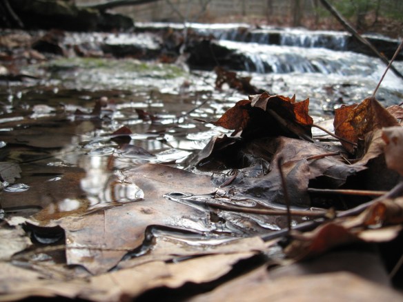 Along the Long Path at John Boyd Thacher Park: fall leaves color streams that are just above freezing.