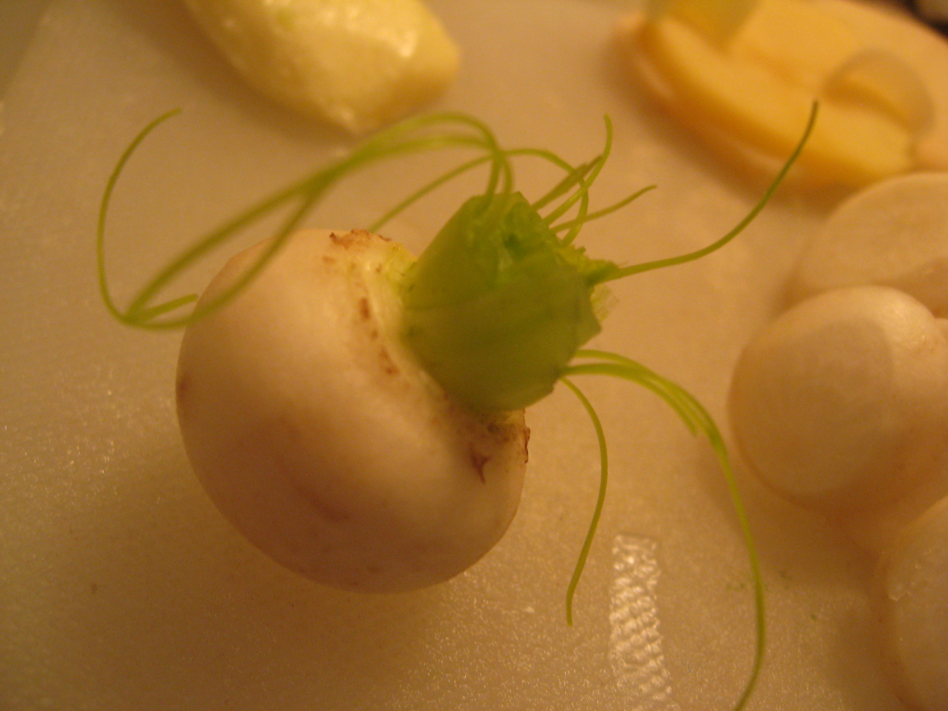 The whimsical dancing turnip.