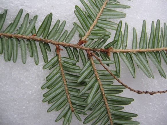 Clean colors of evergreen against the snow, Dyken Pond Environmental Education Center.