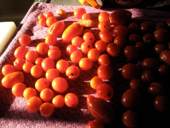 Cherry tomatoes spill over the counter top.