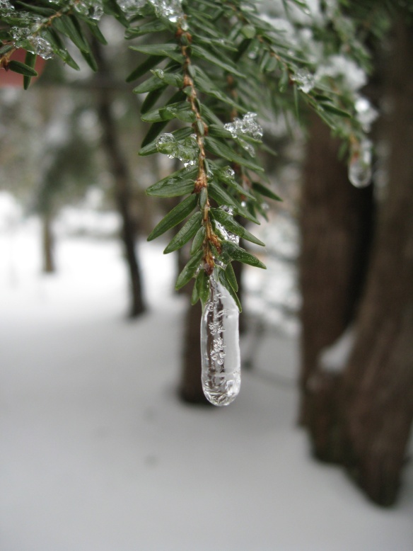 A droplet frozen as it traveled down the branch tip, bubbles of air and all.