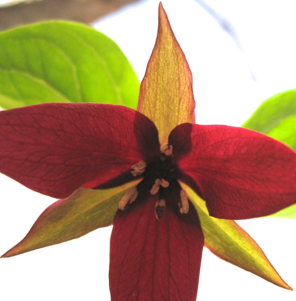 Rare scarlet trillium, imperfectly framed AND glowing deliciously.
