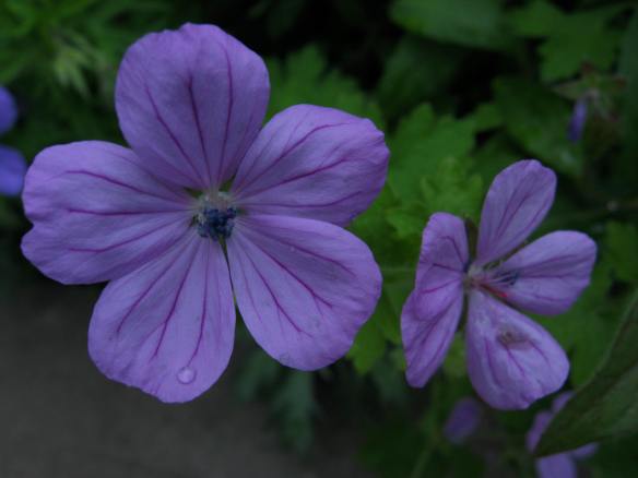 Wild geranium from the garden.