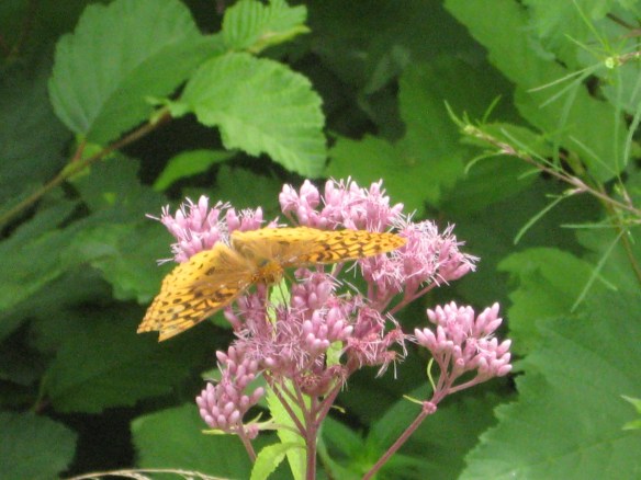 Joe Pye Weed, with a non-lethal creature.
