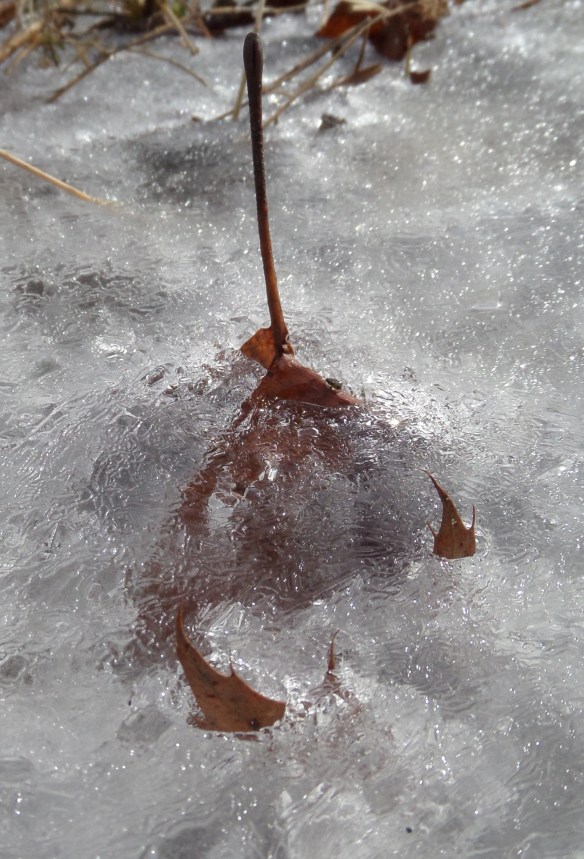 Fall leaf captured by ice.