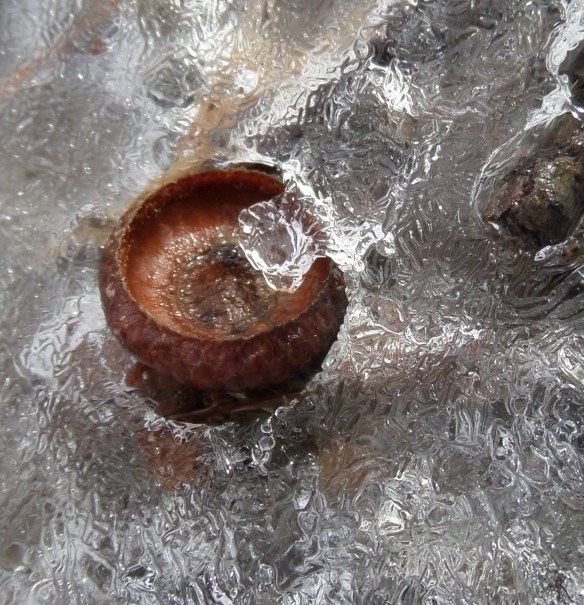 Acorn cap in the ice, Partridge Run.