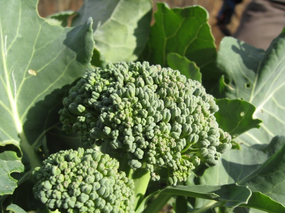 Beautiful broccoli.