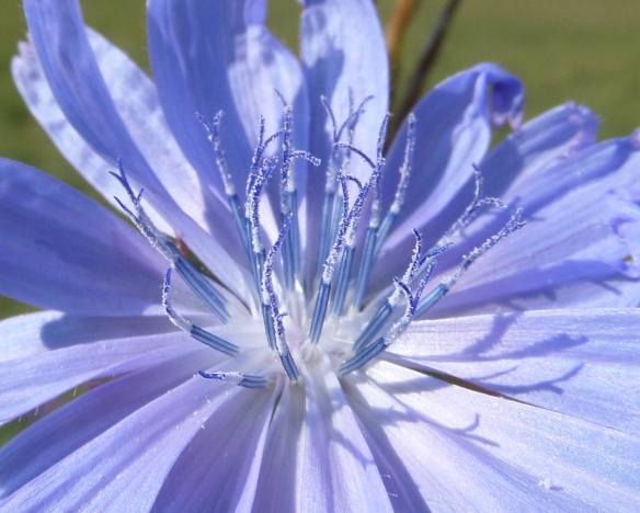 Pollen frosted close up of roadside chicory flower.