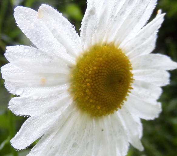 Daisy, full open in morning dew.