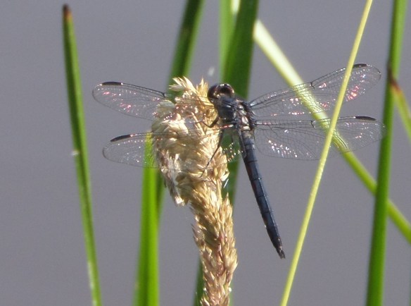 Dragonfly at Partridge Run seen on a recent come-back hike: symbol of (among other things) renewal after hardship, transformation, adaptability, joy and lightness.