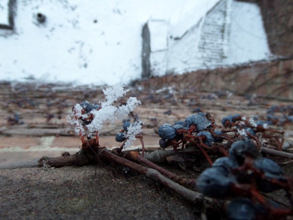 Winter light on old vines.