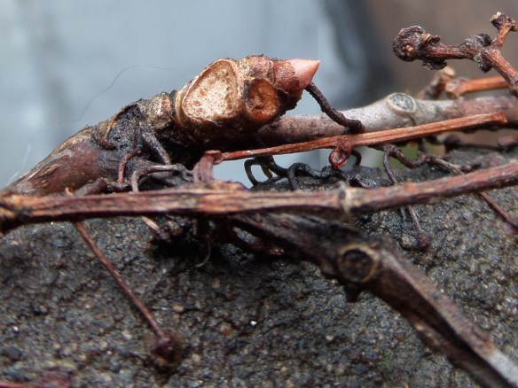 First sign of growth.