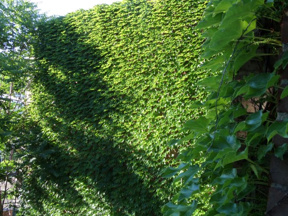 Walls of ivy