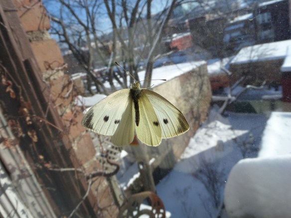 My unexpected visitor.