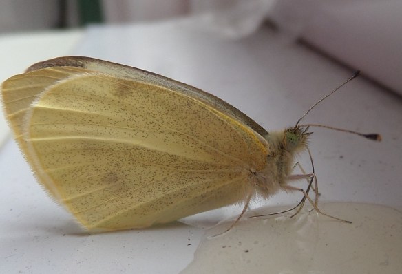 Dainty Sulphur, drinking!