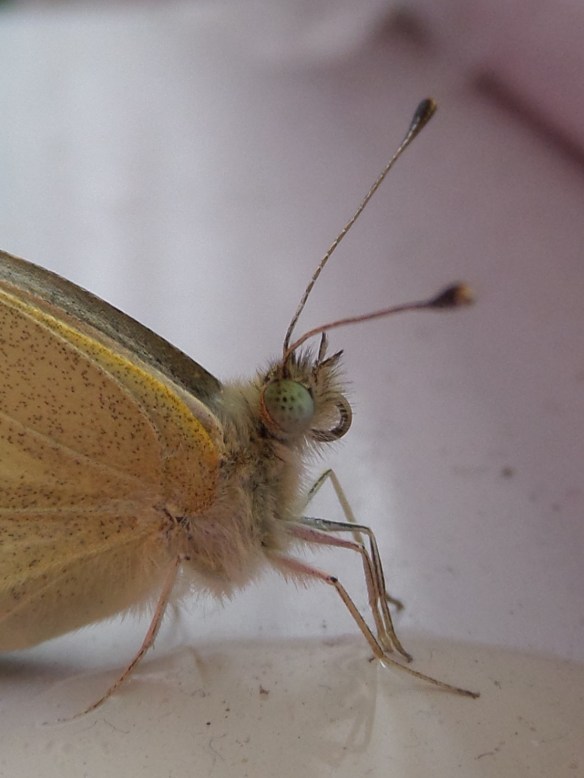 See the C-shaped, rolled up proboscis?