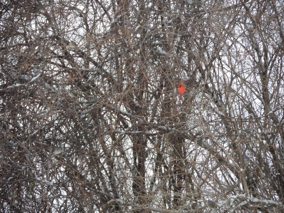 See the pretty things hidden in the tangles?