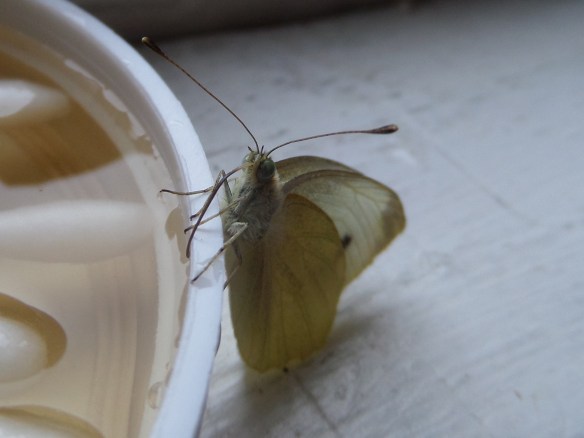 Butterfly drinking, head-on.