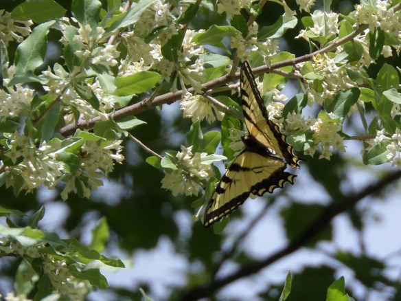 Another butterfly, this one from summer at Partridge Run: Fritillary.