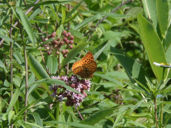 A fritillary of some sort, also at Gore Mountain in the fall.