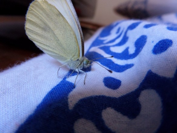 Surprise! on the bedspread