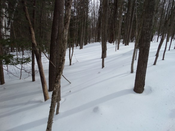 Winter sun in the woods, waiting as things grow and change under the snow.