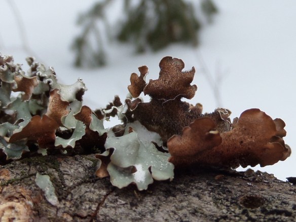 A more external metamorphosis, of wood into nutrients.