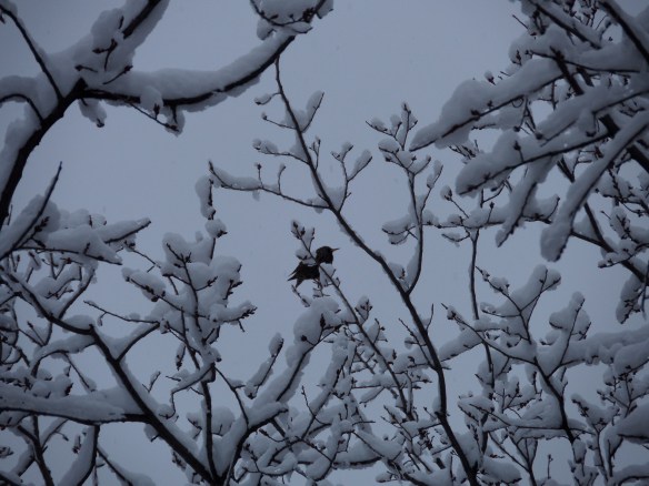 February bird in snow, outside my window