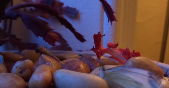 The blur of butterfly in the dark, and a fallen cactus flower.