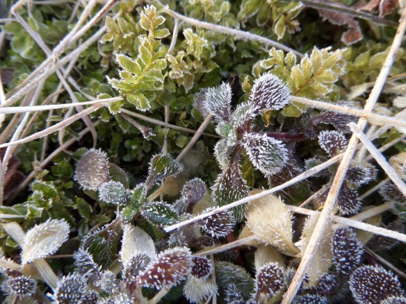 Even where snow has melted, frost covers everything. (Laingsburg, MI)