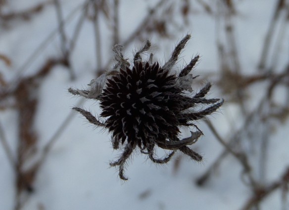 Dried flowers, wild like the poet’s hair.