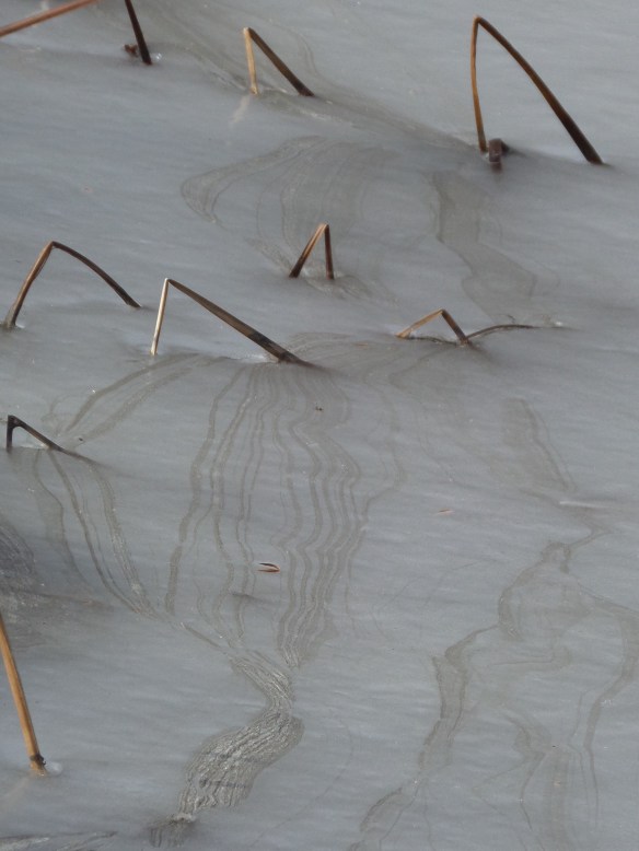 The path of the fronds froze in ribbons.