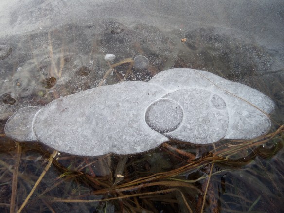 Ice bubbles in a pond at Partridge Run, December 2014.