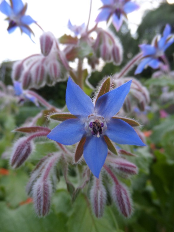 New growth, after disaster.