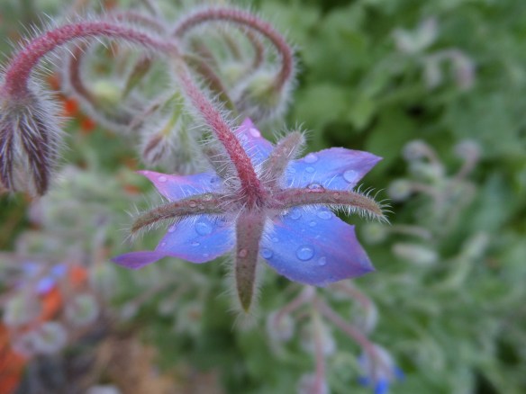 Blue borage with just the tips still pink.