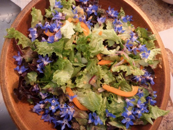 Striking and delicate blue borage flowers.