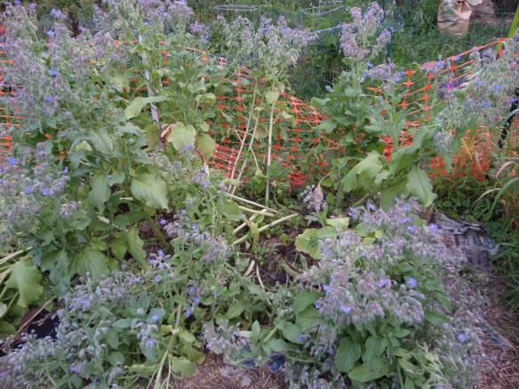 Willful woodchuck damage.