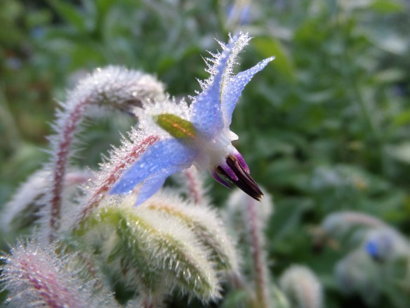 Borage in the morning.