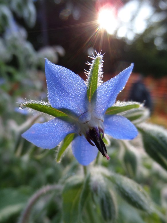 Early sun on borage.