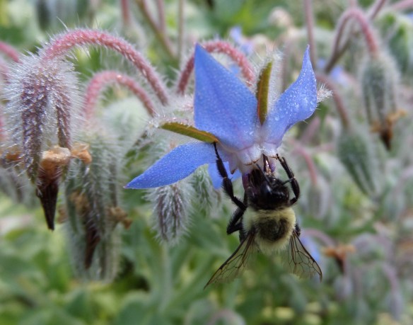 Bee flirting with borage.