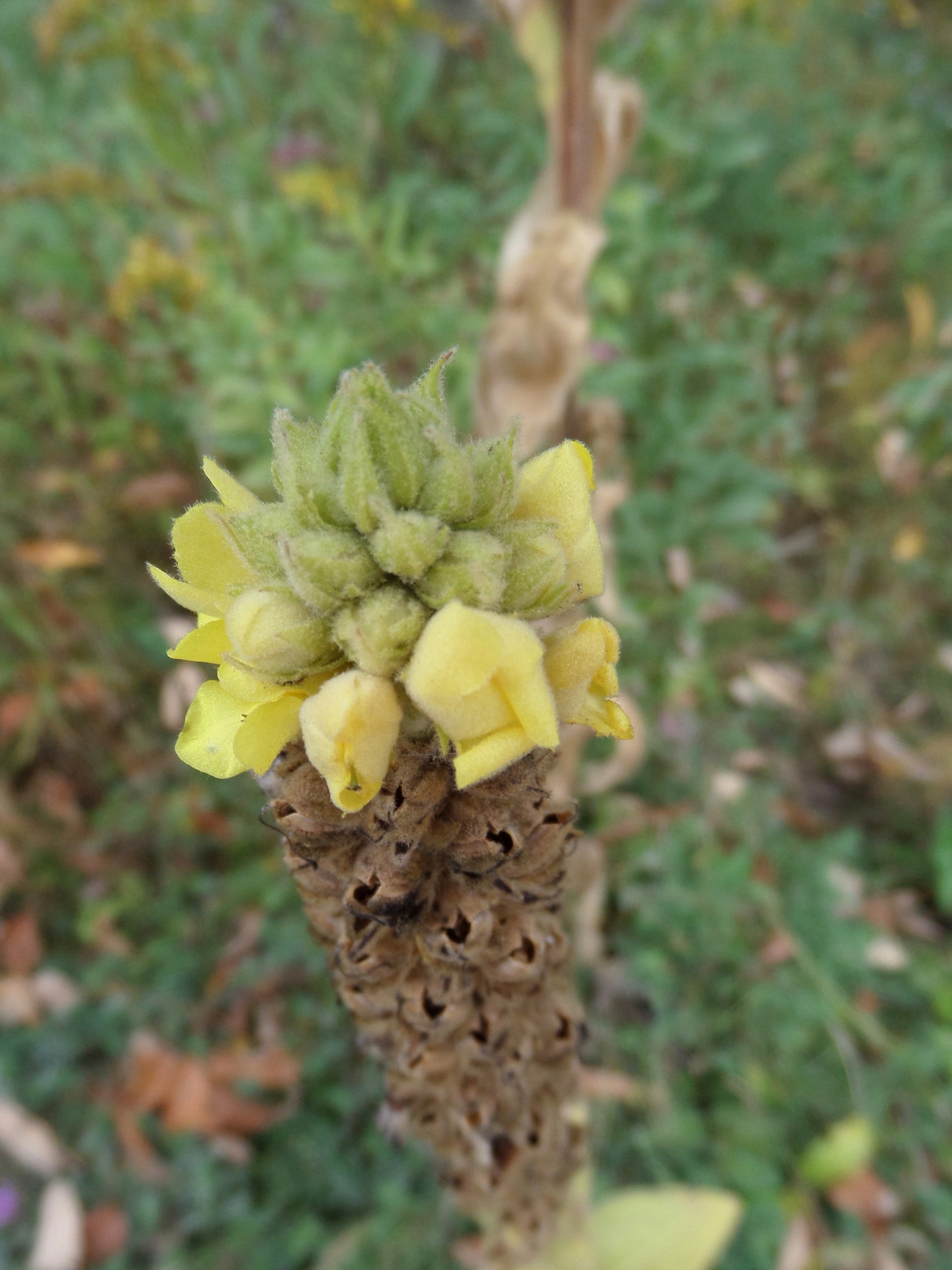 SAMSUNG CAMERA PICTURES