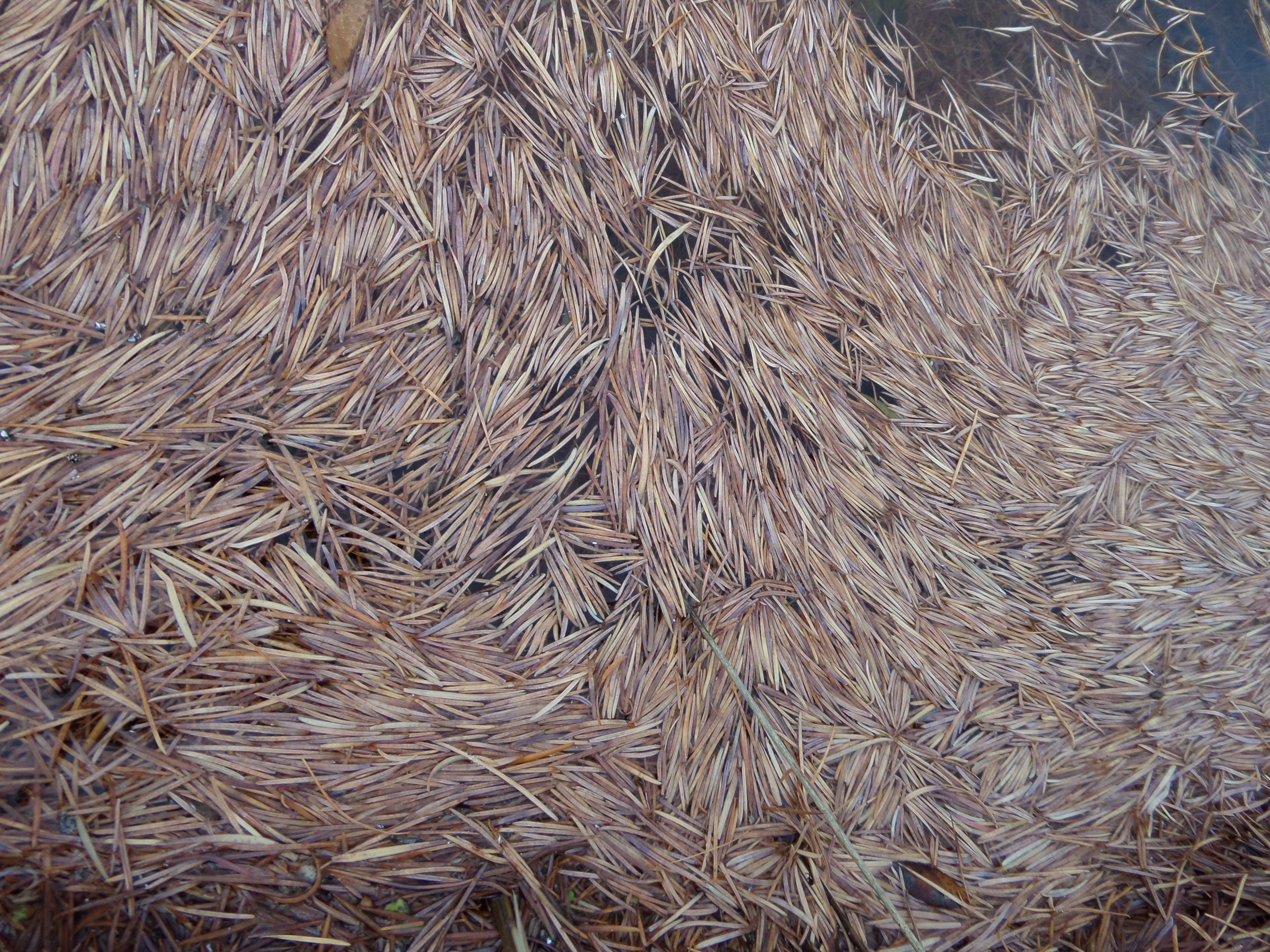 SAMSUNG CAMERA PICTURES