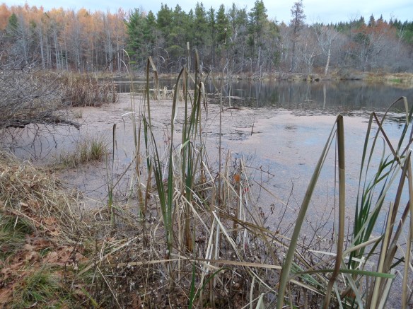 SAMSUNG CAMERA PICTURES