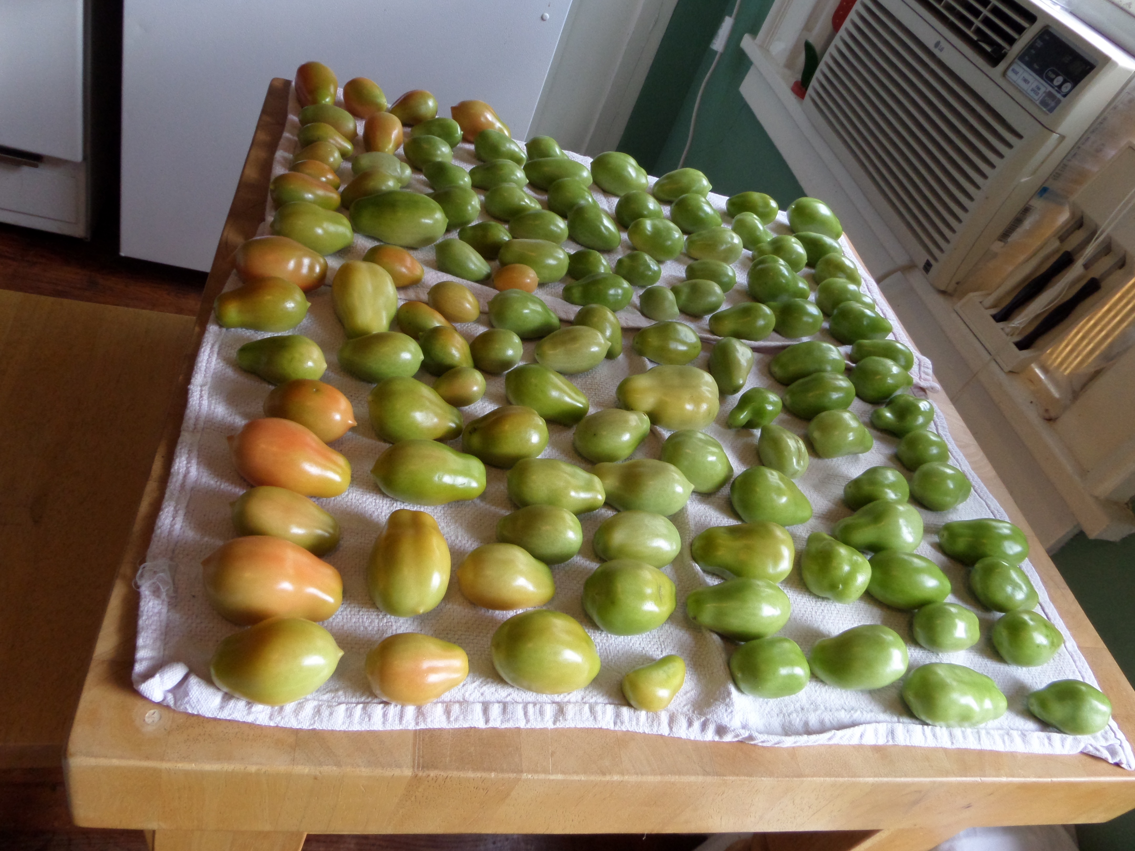 SAMSUNG CAMERA PICTURES