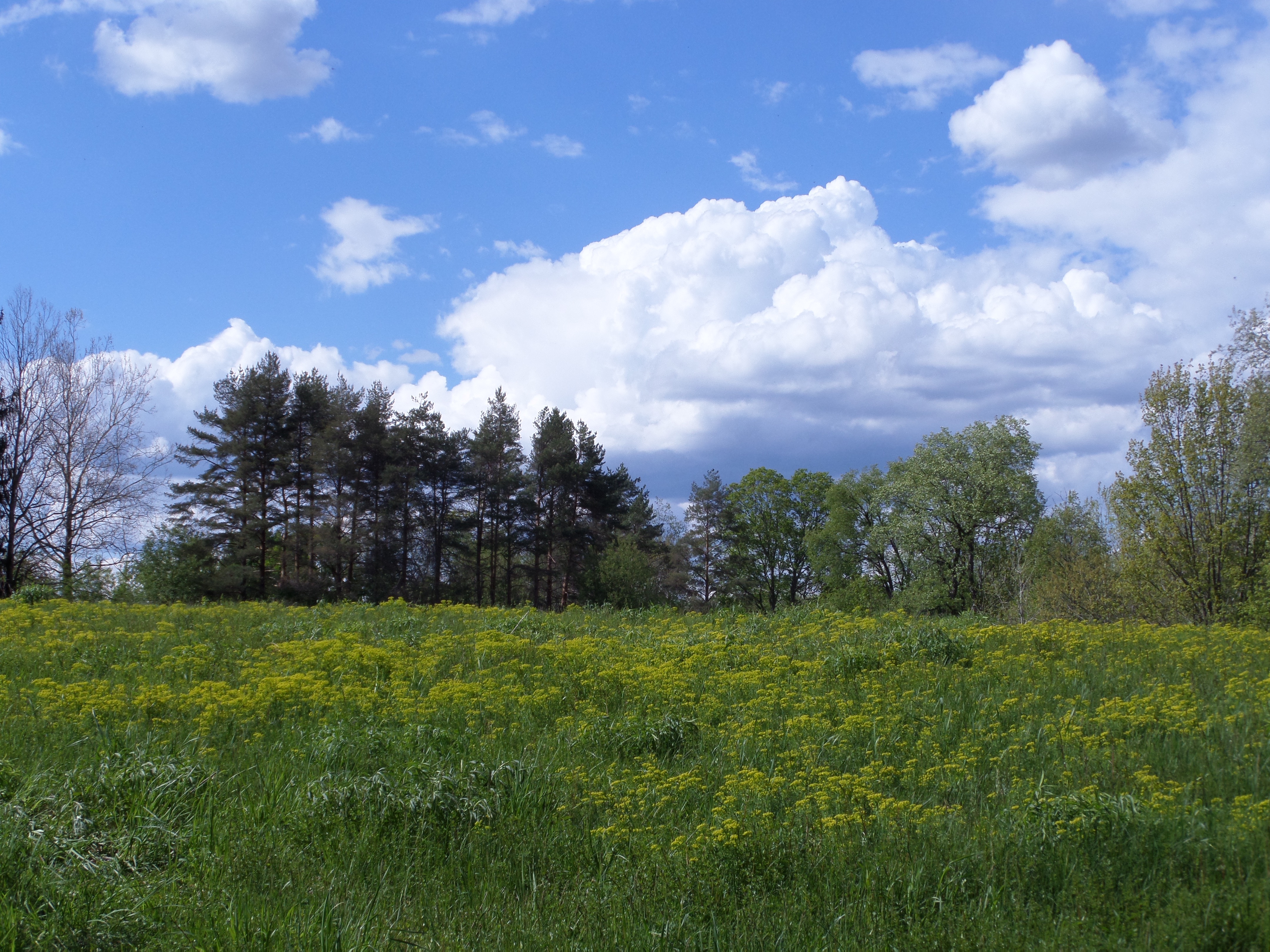 SAMSUNG CAMERA PICTURES