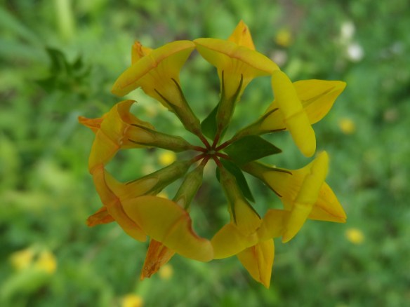 A mandala of bird's foot trefoil: symbol of my new endeavor