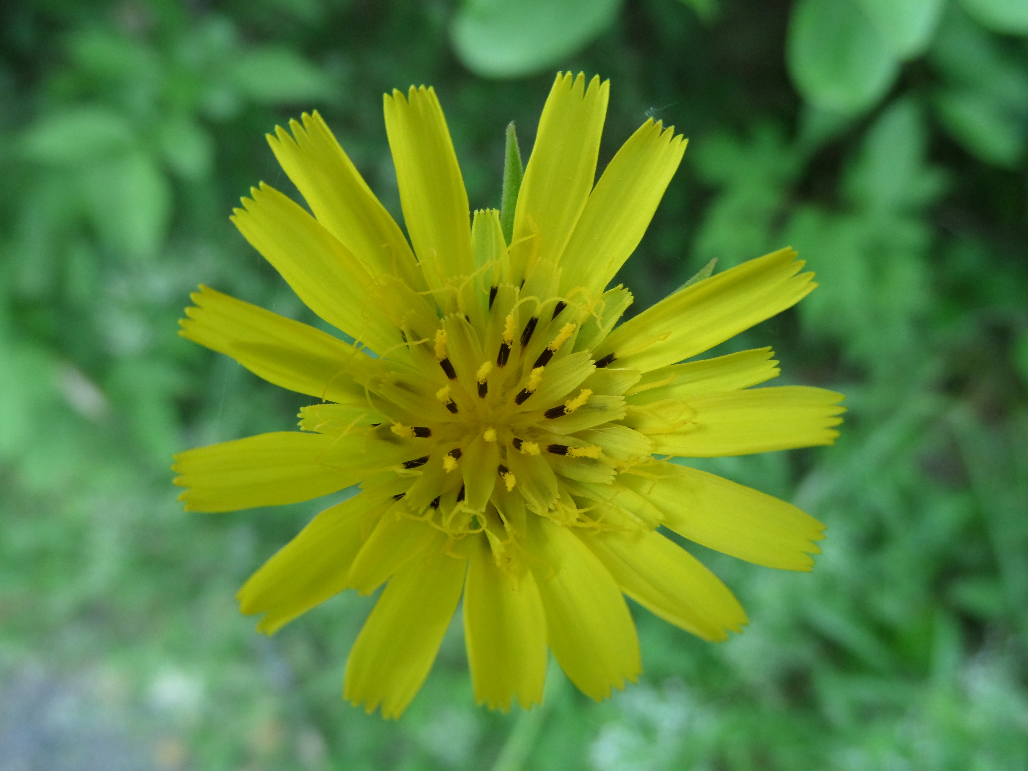 YELLOW GOAT'S BEARD