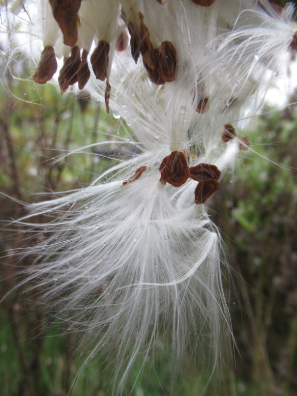 IMG_1533 copyright Of-The-Essence Blog